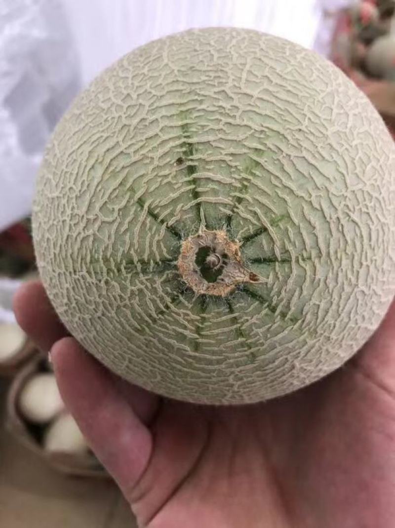 海阳网纹瓜鲁厚甜一号