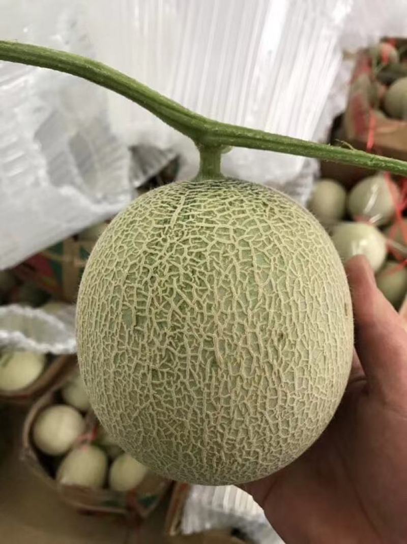 海阳网纹瓜鲁厚甜一号