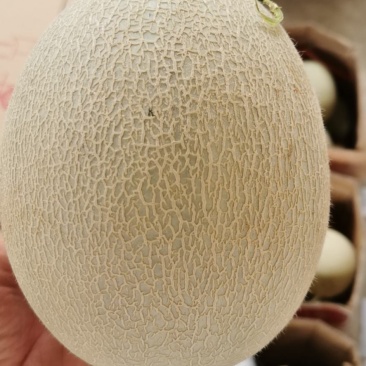 海阳网纹瓜鲁厚甜一号