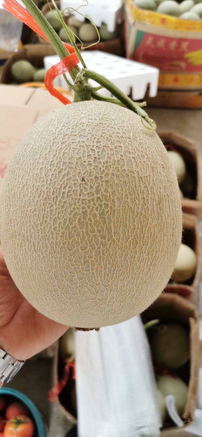 海阳网纹瓜鲁厚甜一号
