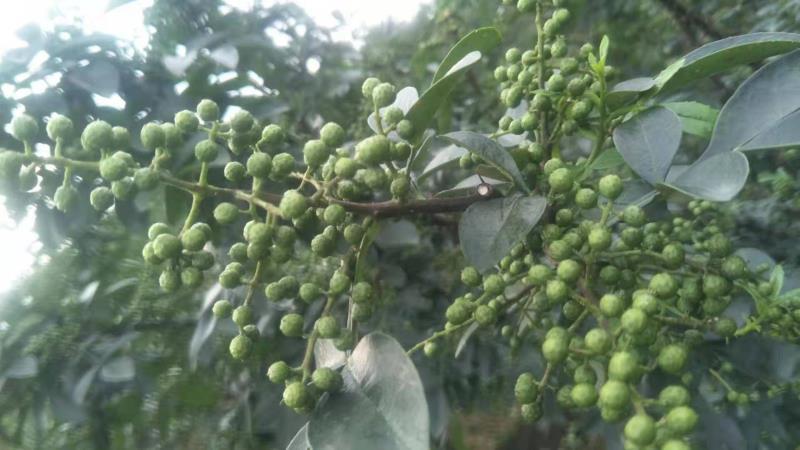 新青花椒跑江湖地摊展会一手货源批发