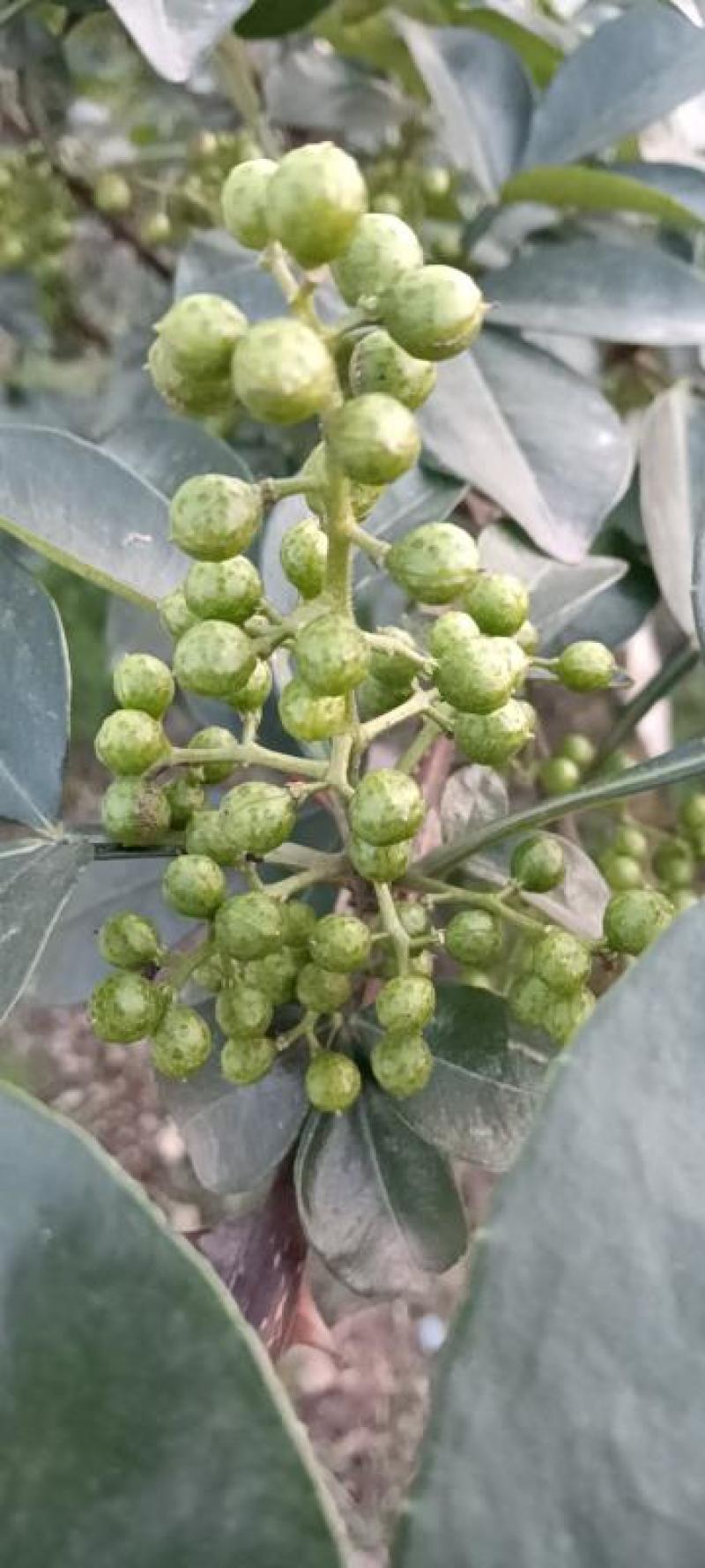 新青花椒跑江湖地摊展会一手货源批发