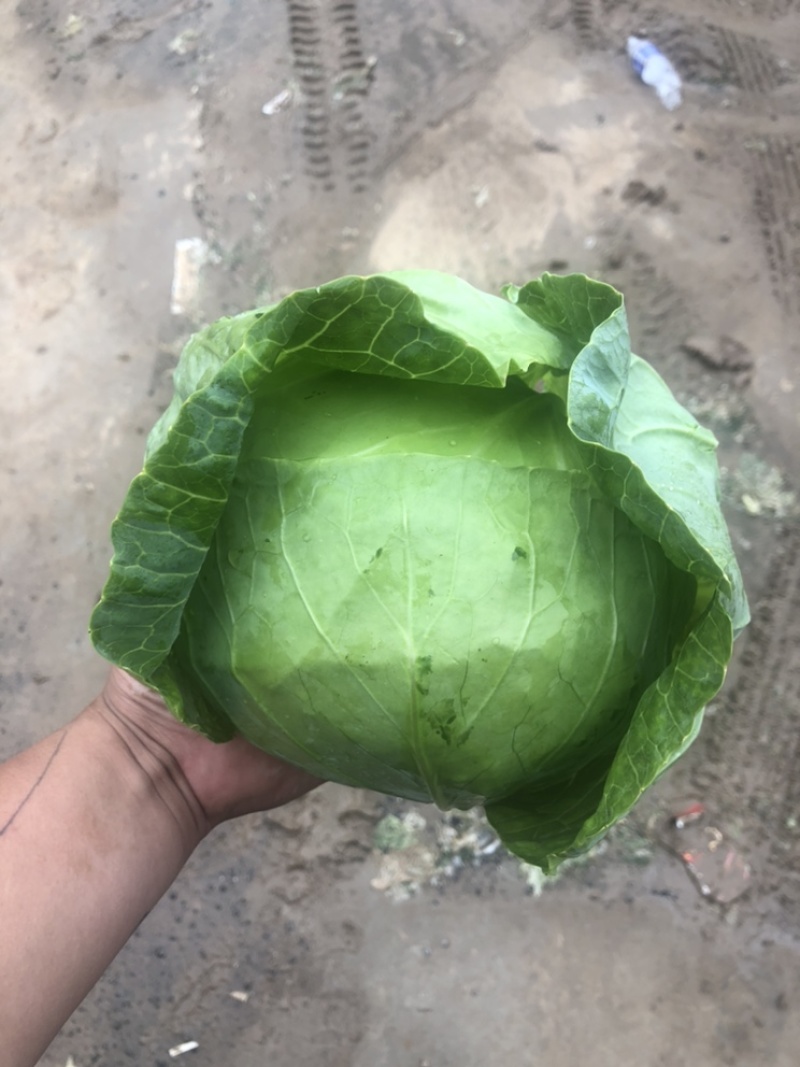 精品甘蓝圆包菜，个头匀称基地看货，一手货源量大价优