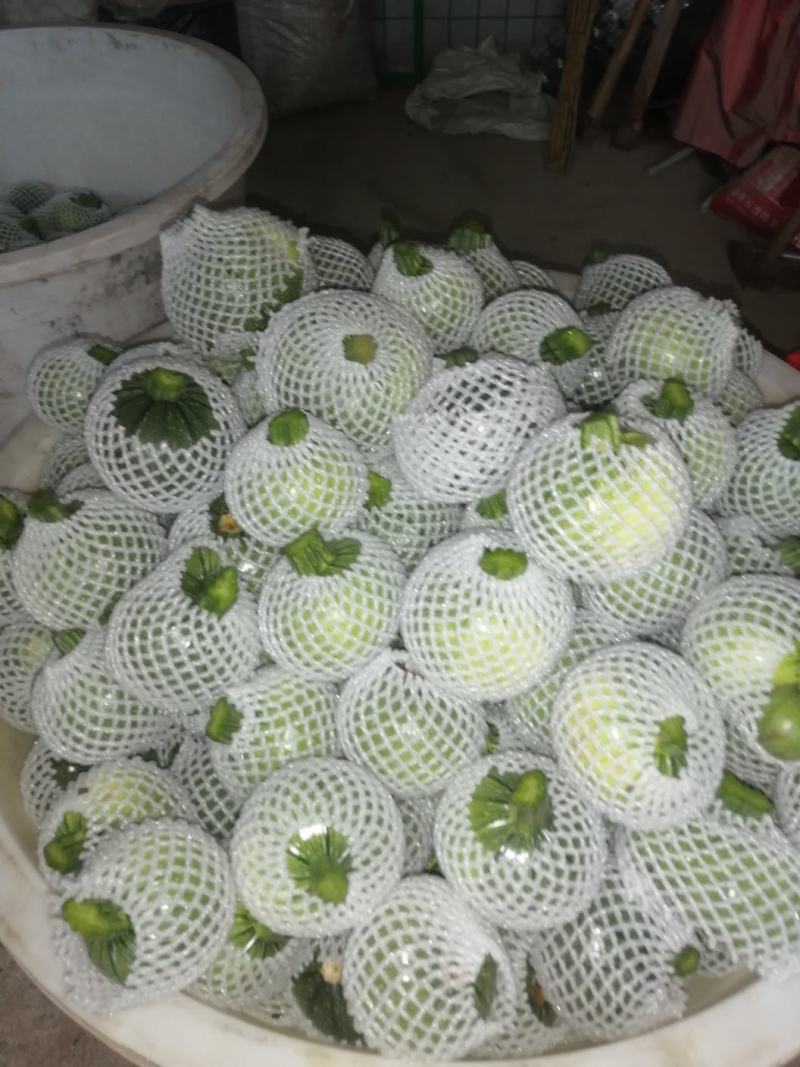 南瓜大量上市