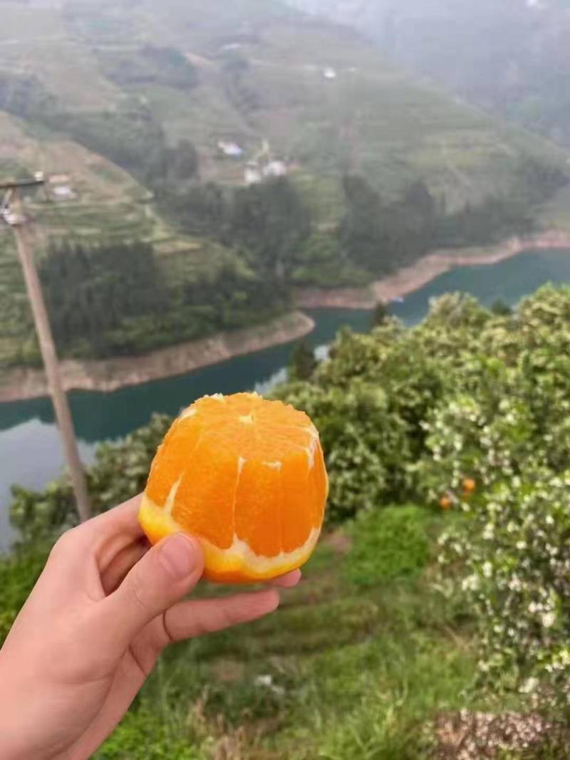湖北秭归精品伦晚脐橙，口感甜水份足，现摘现发一手货源