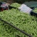 ，I四川省成都市红花白夹四季豆鲜货质量无斑点无虫1通货
