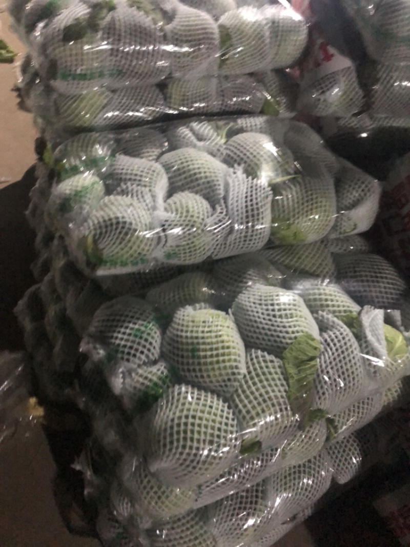 精品甘蓝圆包菜，个头匀称基地看货，一手货源量大价优