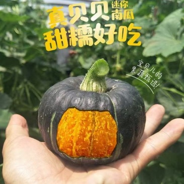 【推荐】内蒙优质贝贝南瓜诚信代办欢迎致电产地直发