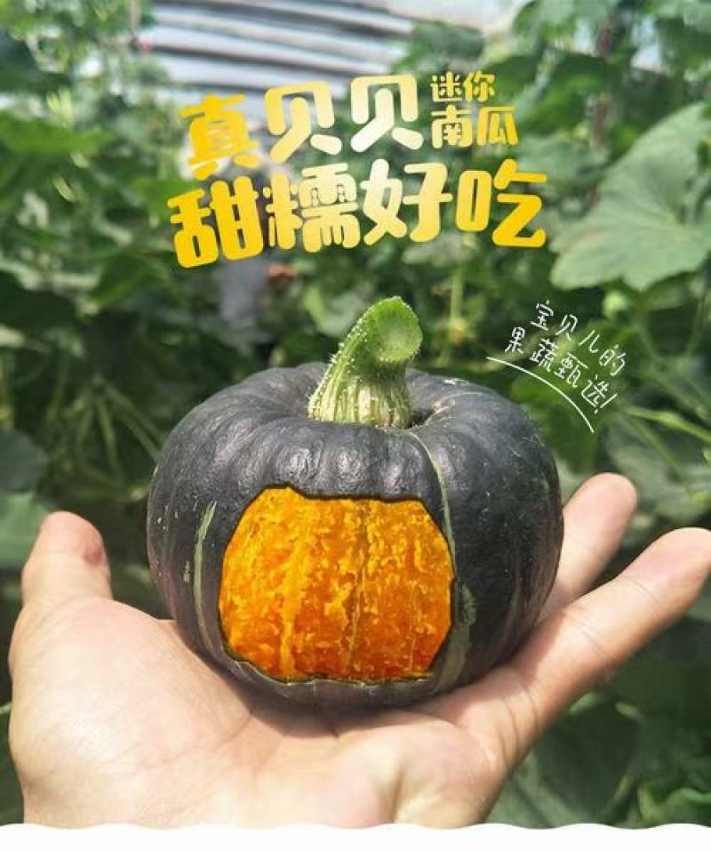 【推荐】内蒙优质贝贝南瓜诚信代办欢迎致电产地直发