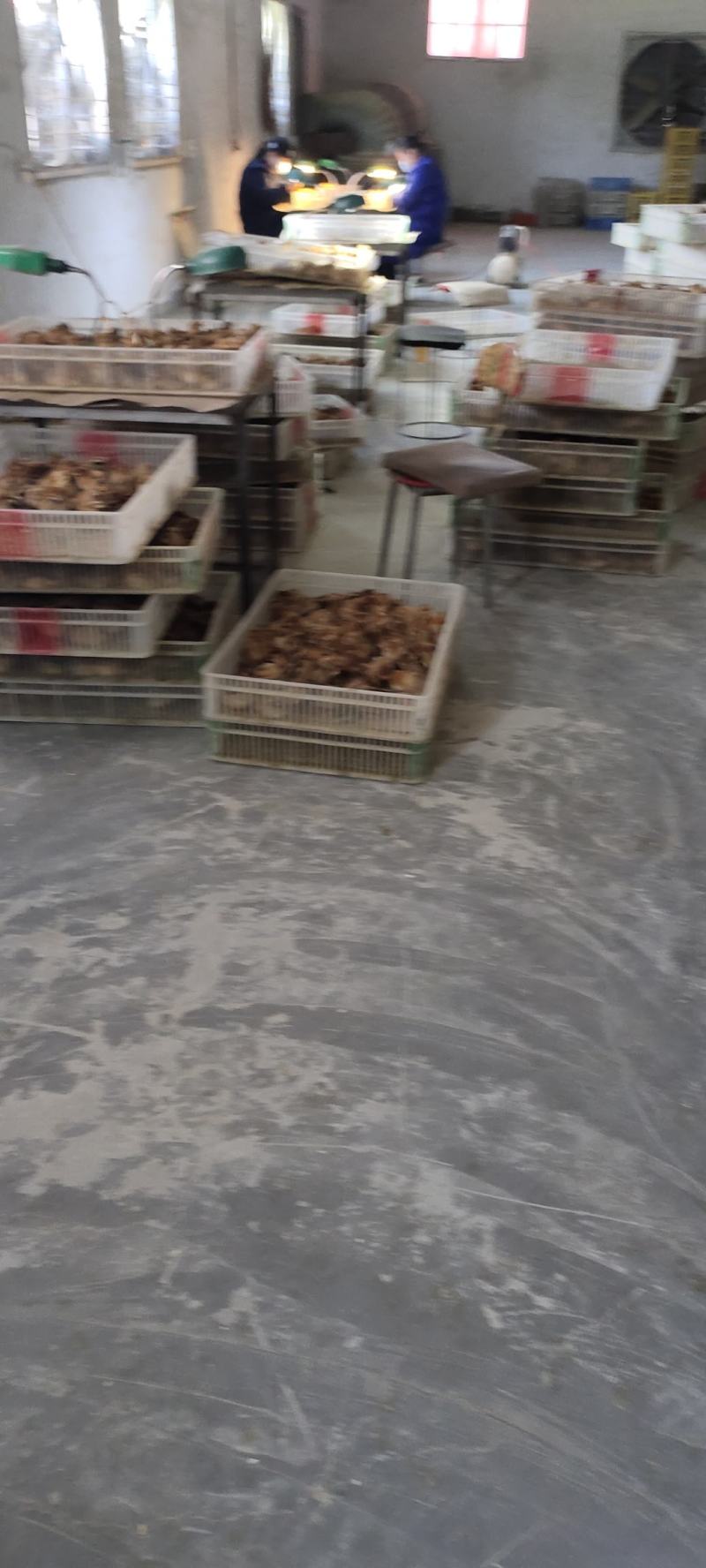 麻鸡苗，青脚，黄脚