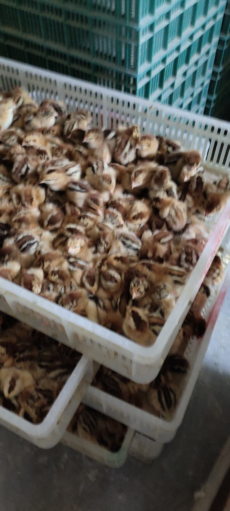 麻鸡苗，青脚，黄脚