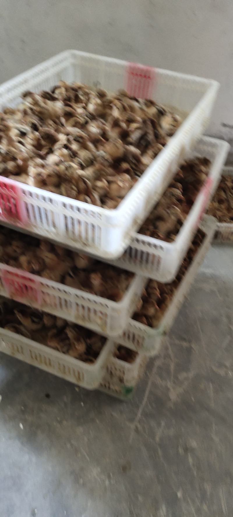 麻鸡苗，青脚，黄脚