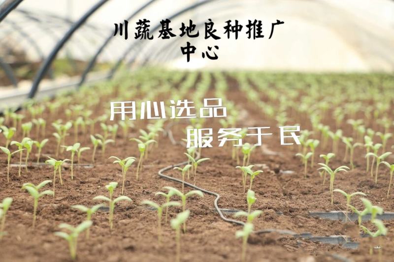 辣椒种子线椒种子青红两用皮薄辣味浓烈细长型