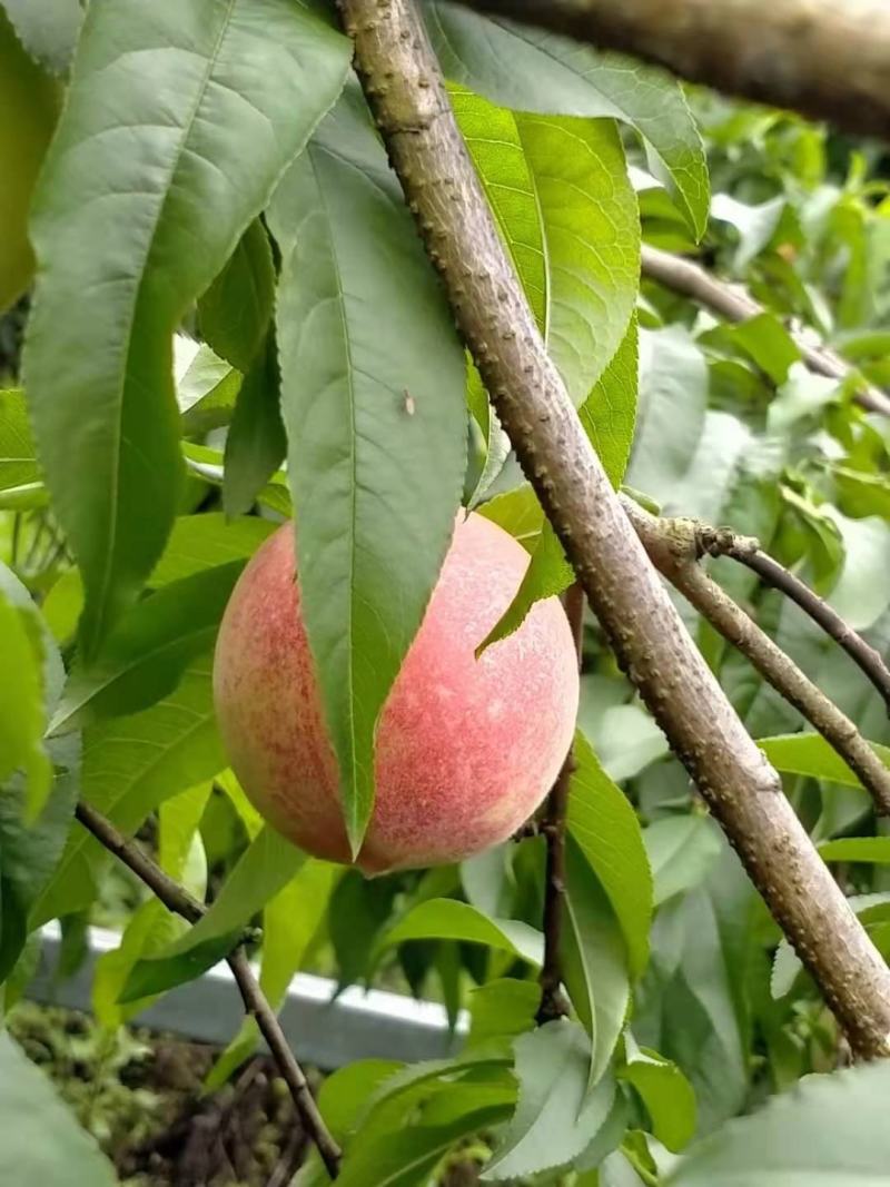 突围桃