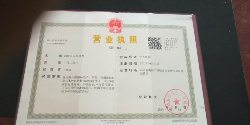 桑黄菌种（菌包）桑木屑制作的开口出黄的桑黄菌包