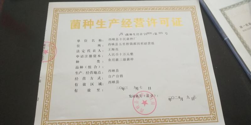 桑黄菌种（菌包）桑木屑制作的开口出黄的桑黄菌包