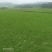 马尼拉草，（台湾草）基地直供，数量保证。