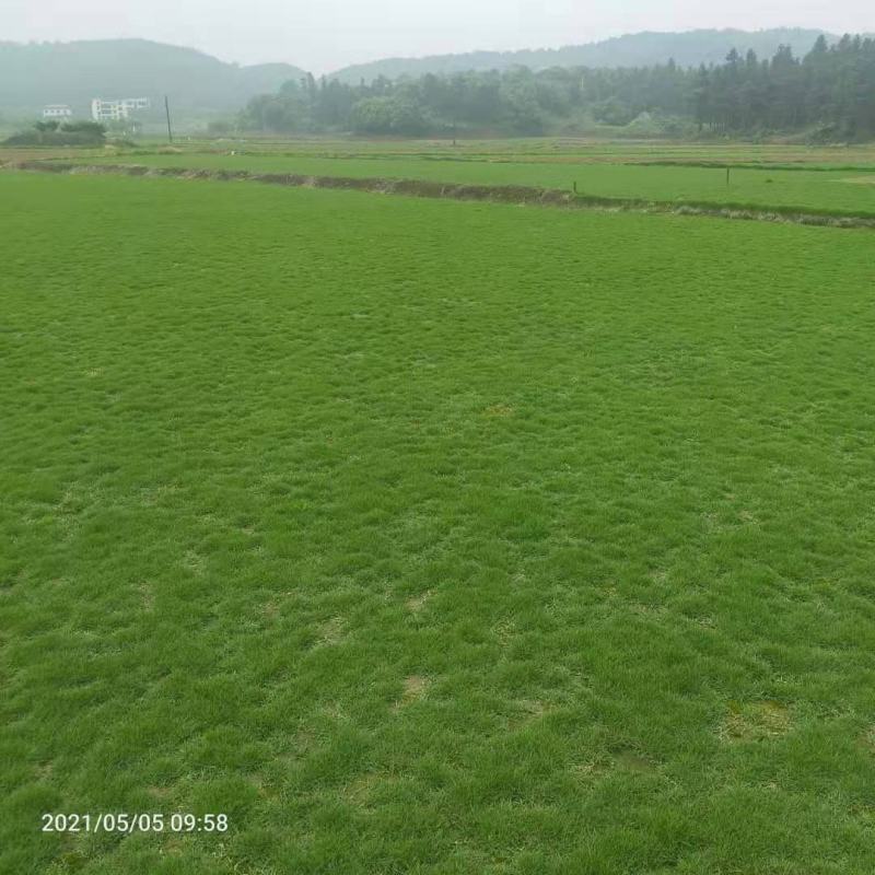 马尼拉草，（台湾草）基地直供，数量保证。