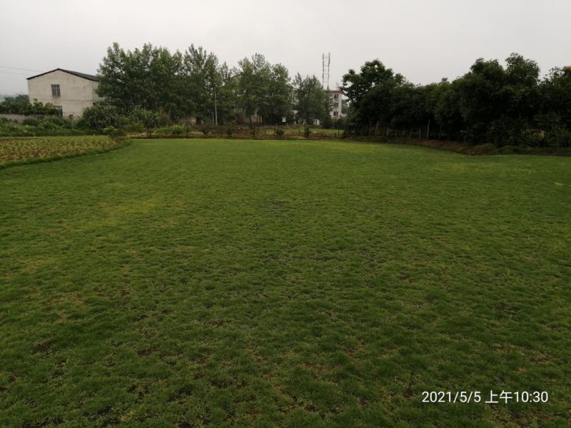 马尼拉草，（台湾草）基地直供，数量保证。