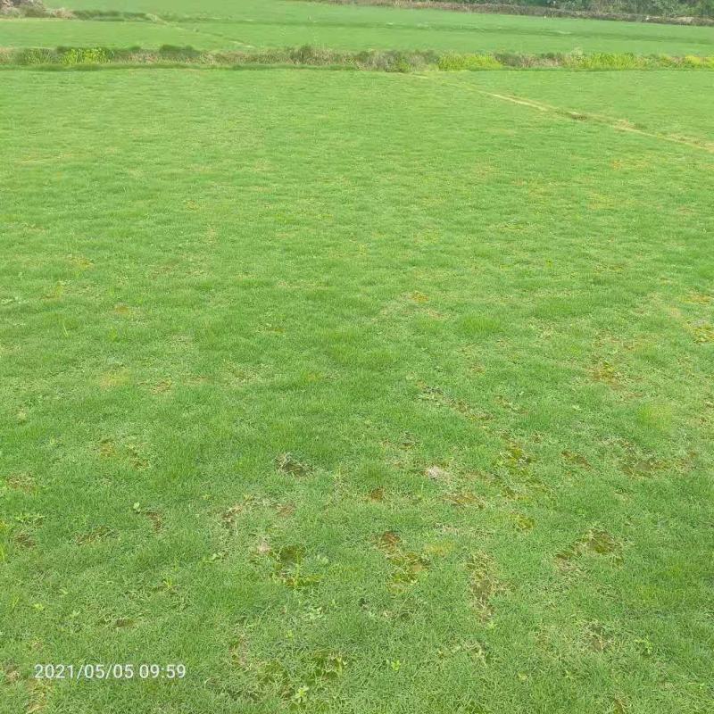 马尼拉草，（台湾草）基地直供，数量保证。