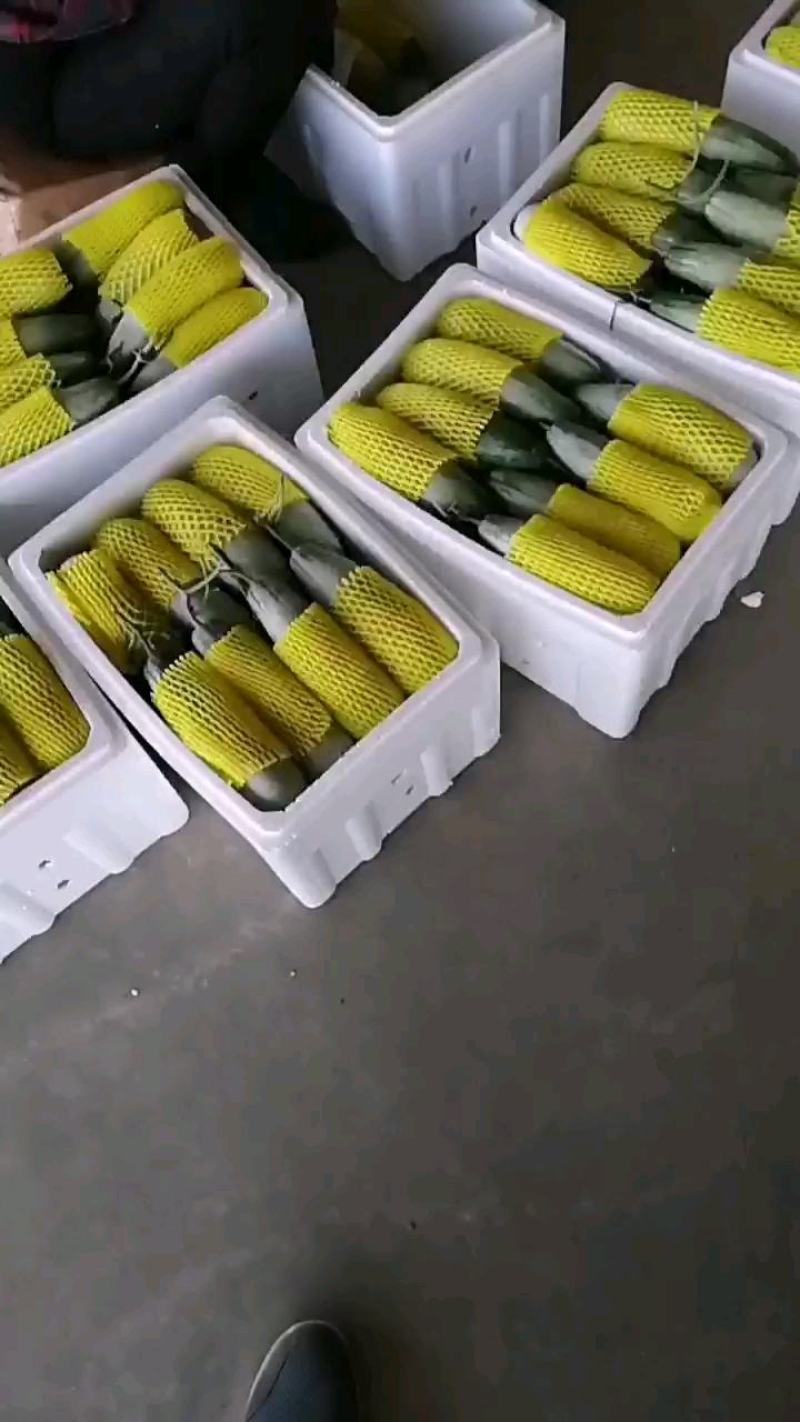 【推荐】博洋甜瓜万亩基地直发口感脆甜品质保证全国发货