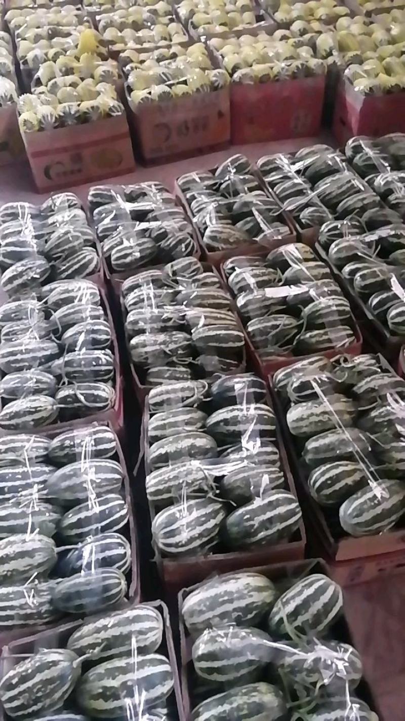【推荐】博洋甜瓜万亩基地直发口感脆甜品质保证全国发货