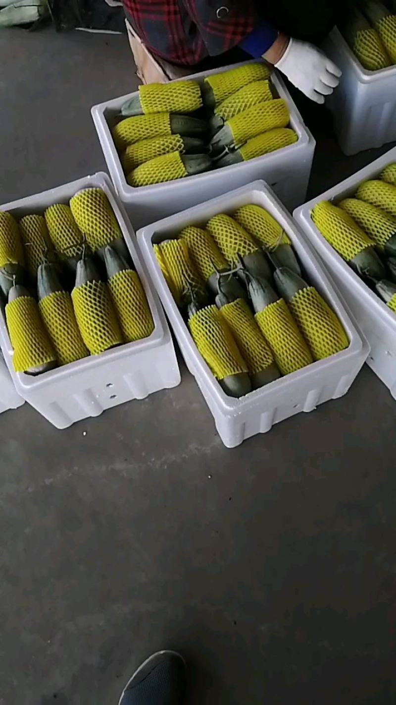 【推荐】博洋甜瓜万亩基地直发口感脆甜品质保证全国发货