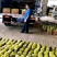 【推荐】博洋甜瓜万亩基地直发口感脆甜品质保证全国发货