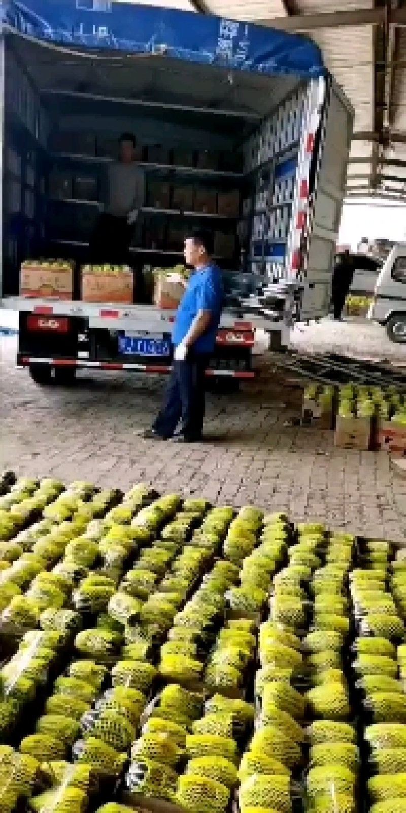 【推荐】博洋甜瓜万亩基地直发口感脆甜品质保证全国发货
