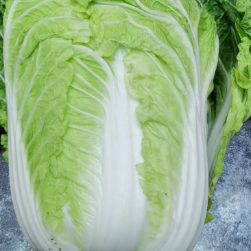 精品黄心大白菜，4斤到6斤，保证质量，需要的客户请联系