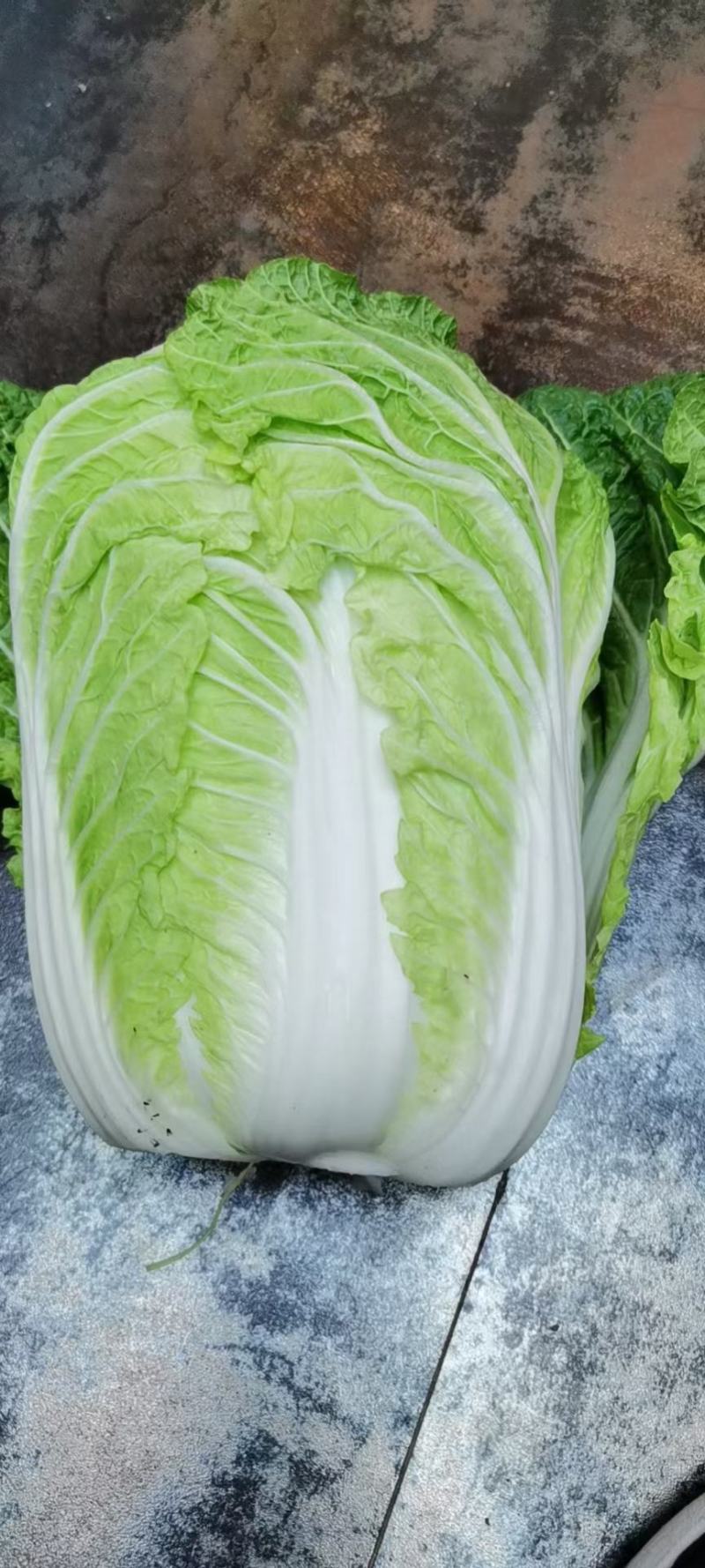 精品黄心大白菜，4斤到6斤，保证质量，需要的客户请联系
