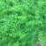 中药材天冬苗基地一手货源……………………