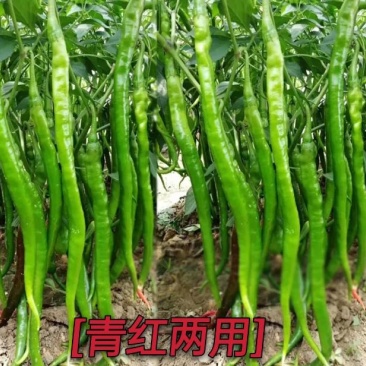 辣椒种子线椒种子青红两用皮薄辣味浓烈细长型
