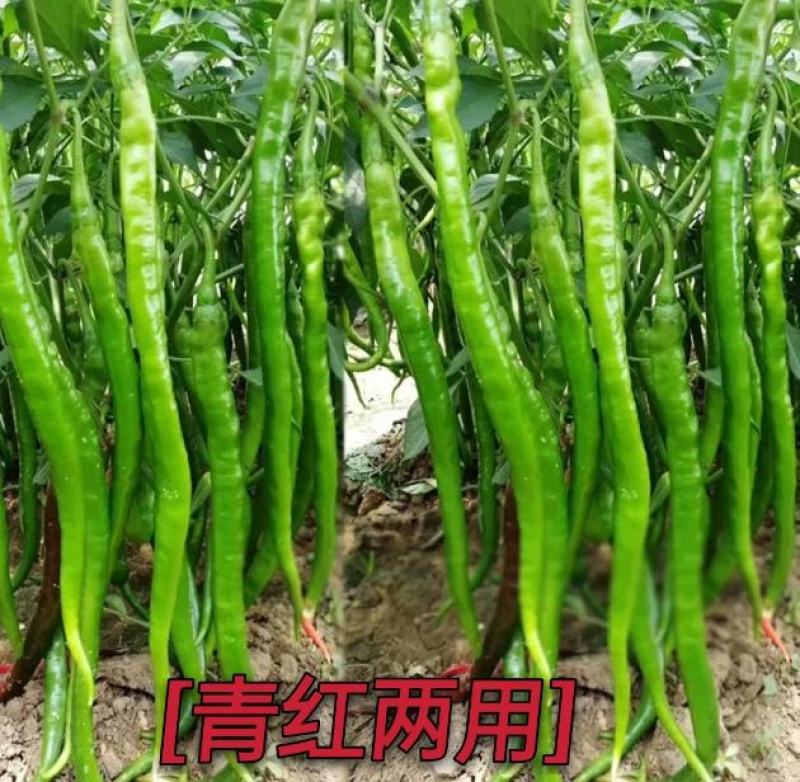 辣椒种子线椒种子青红两用皮薄辣味浓烈细长型