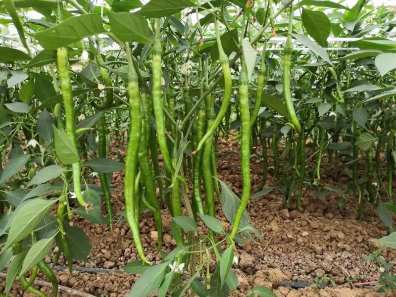 辣椒种子线椒种子青红两用皮薄辣味浓烈细长型