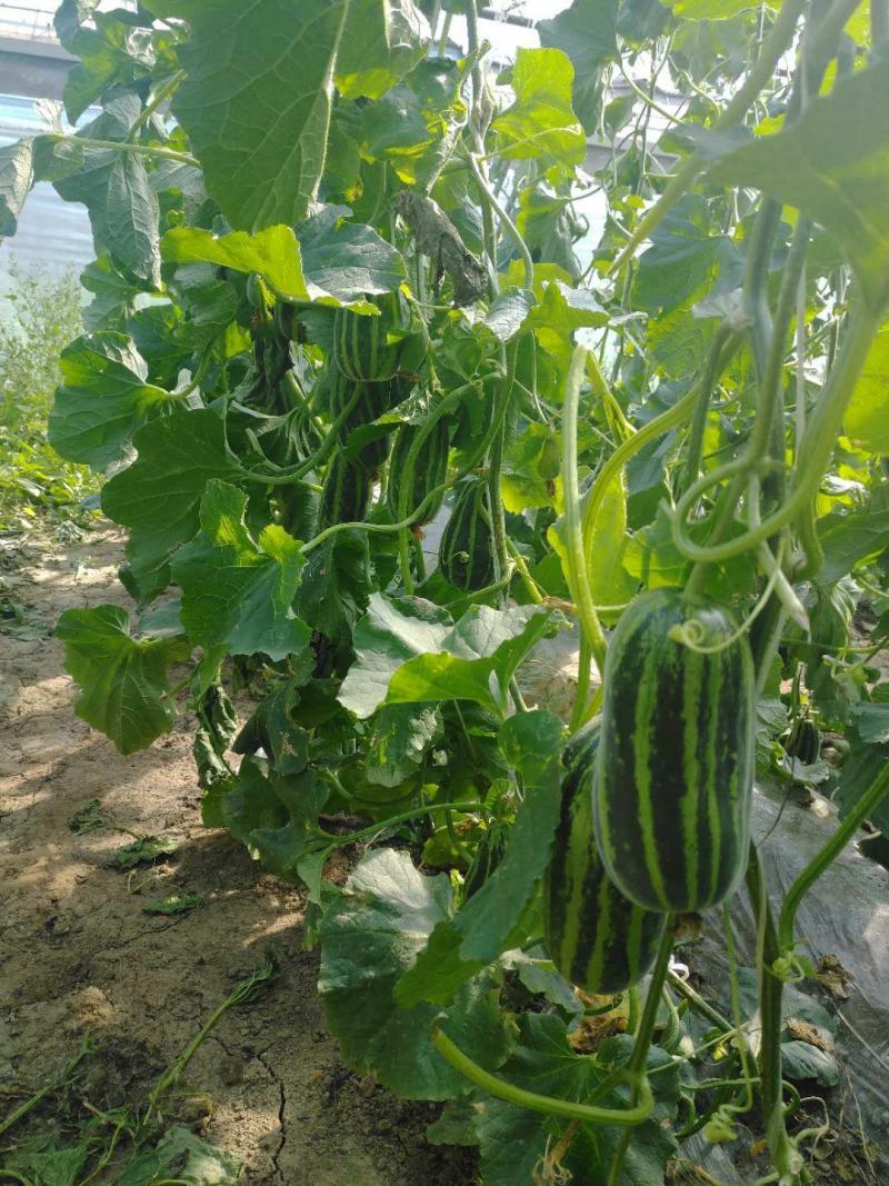 博阳9甜瓜暖棚的口感酥翠香甜纯正需要联系北京市通州区漷县