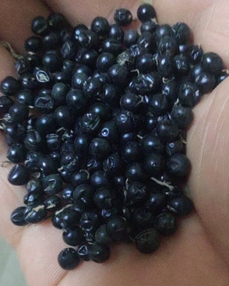 射干籽优质干净籽粒饱满