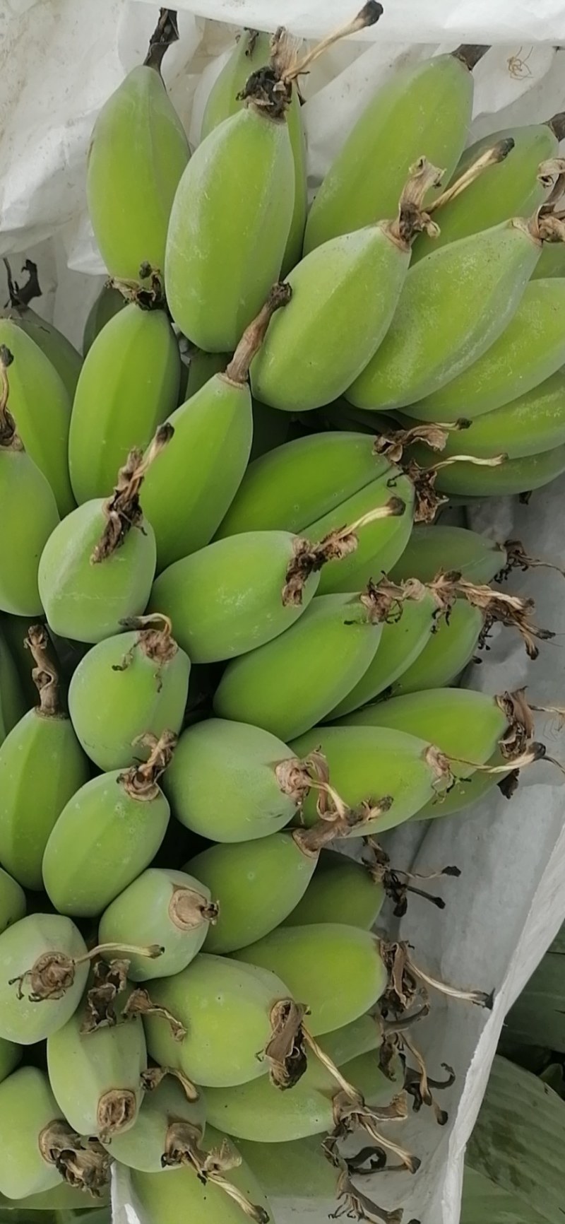大蕉，苹果蕉，香蕉。
