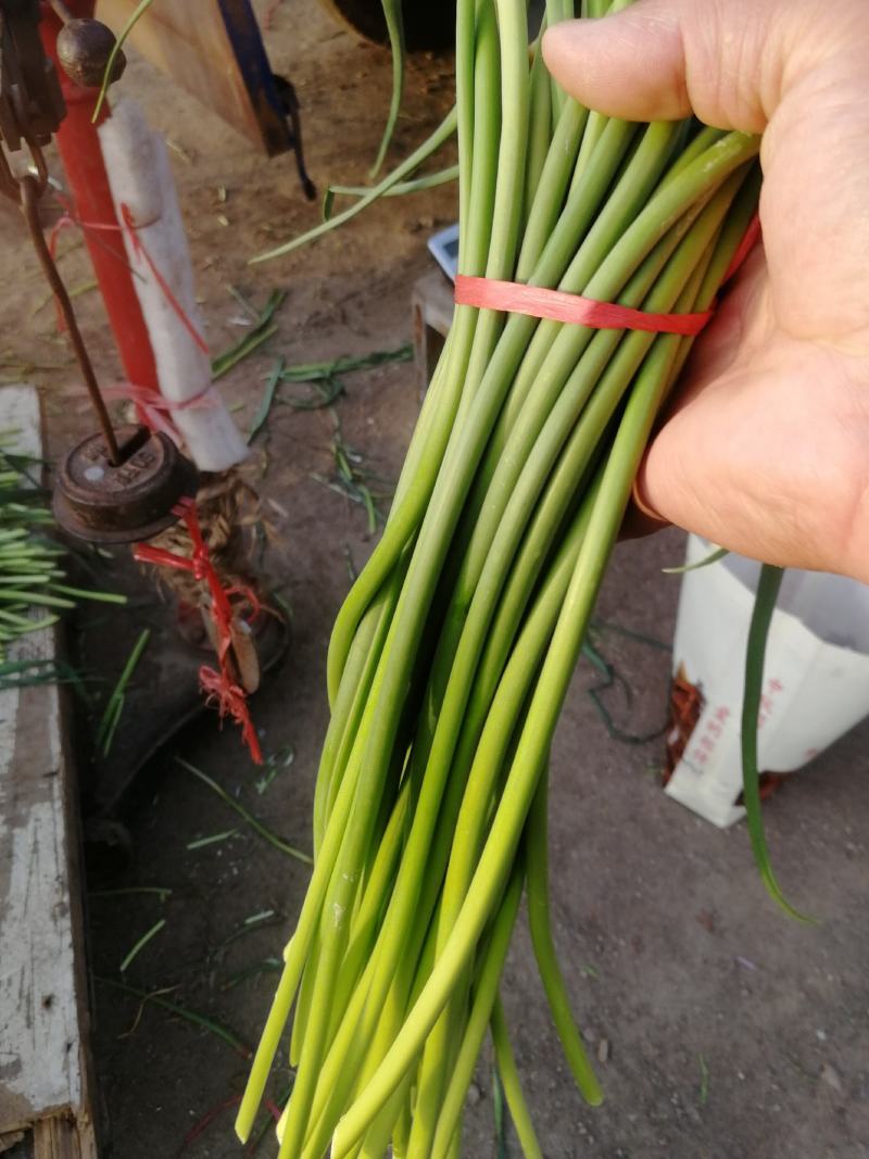 蒜薹莱芜杂交红帽蒜薹鲜蒜苔