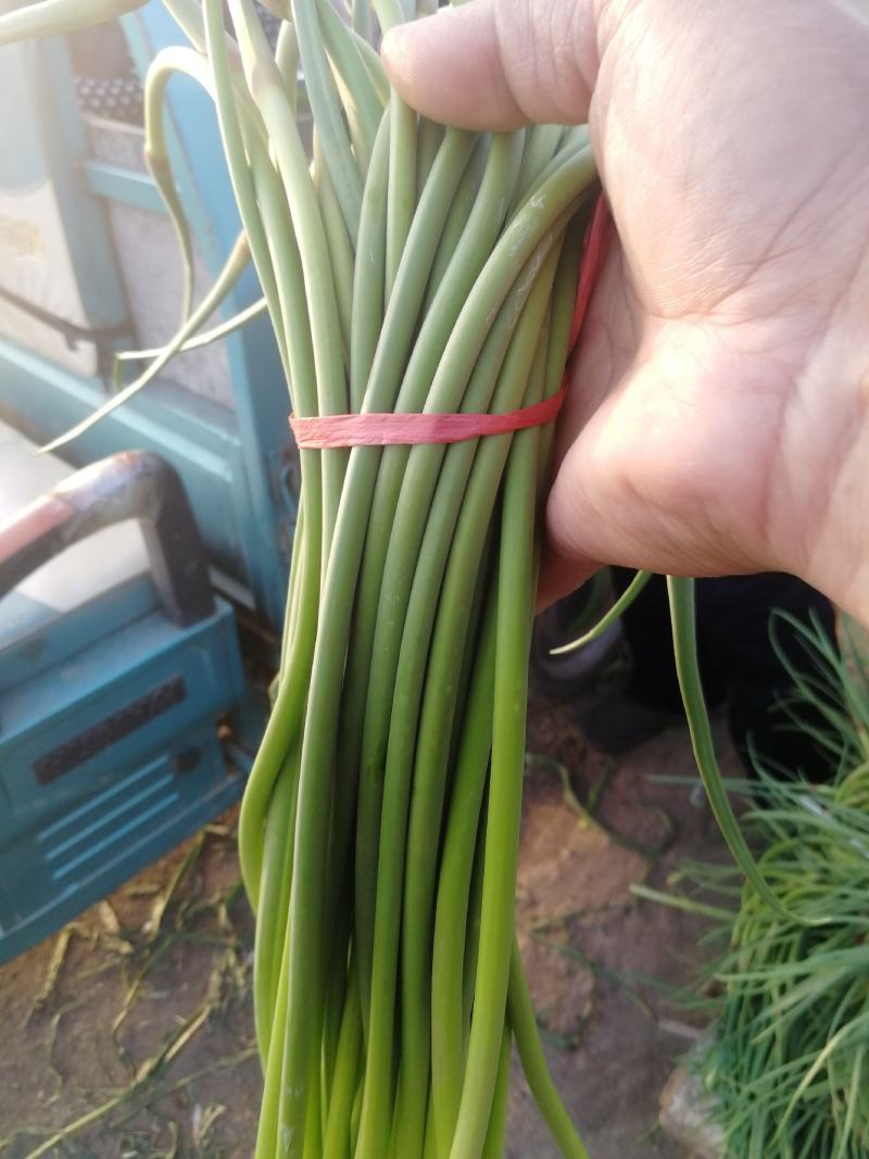 蒜薹莱芜杂交红帽蒜薹鲜蒜苔