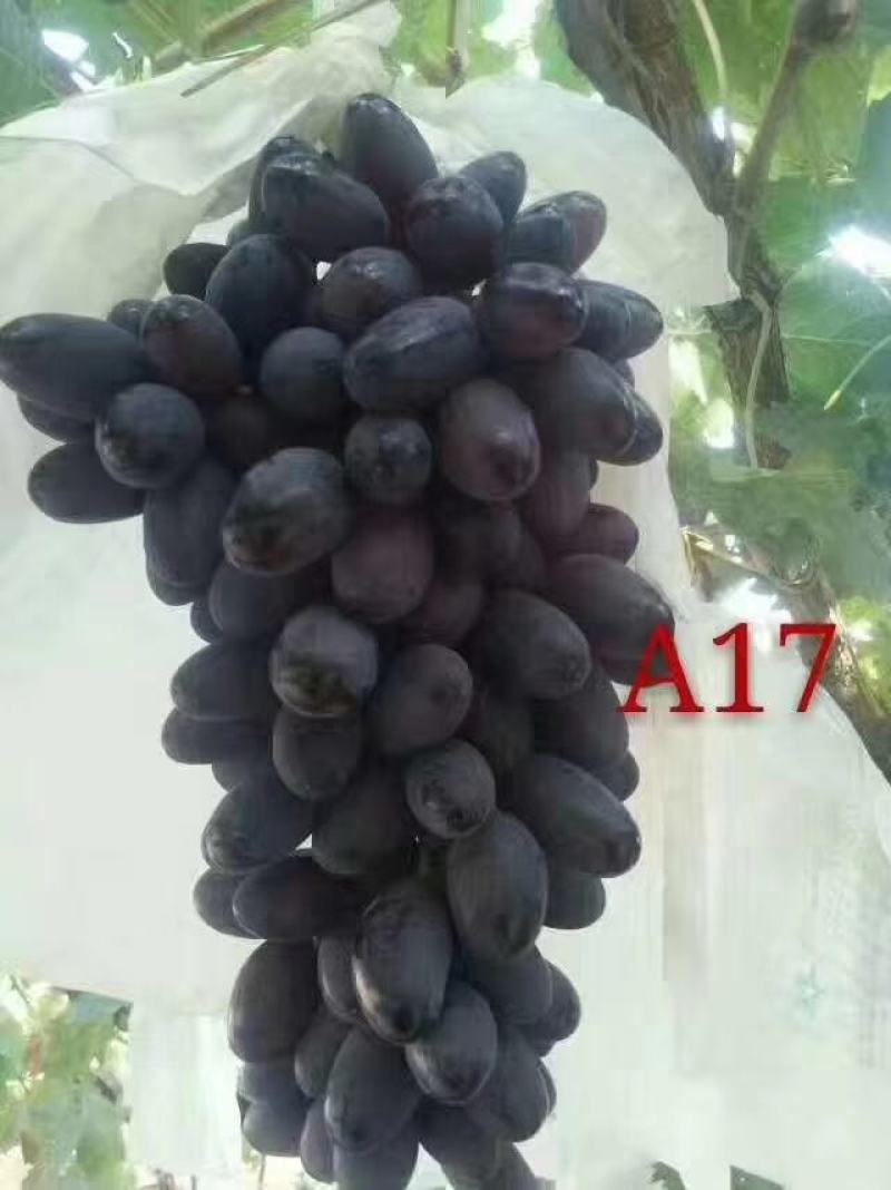 巨峰葡萄苗，营养袋葡萄苗，成活率高，品种保证，