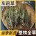 车前草新鲜中药材野生车前草干袋装整颗车前草药