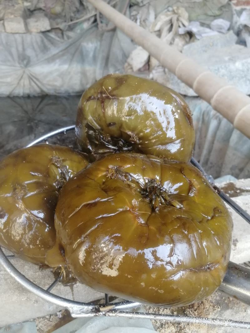 腌渍丕兰，丕兰咸菜