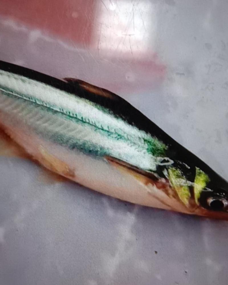 青花鱼，不缺氧，高密度饲养，养殖周期短。