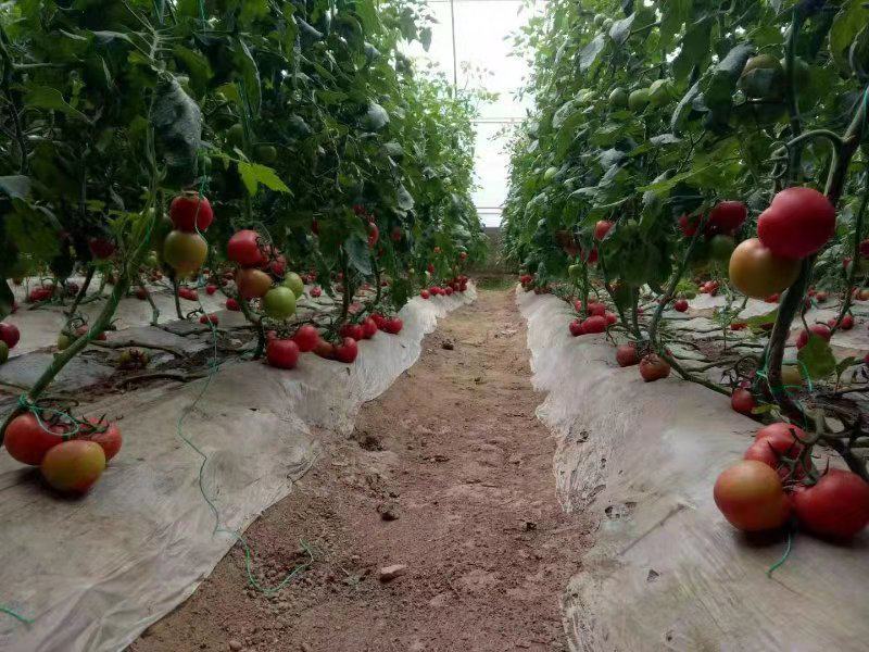 白地膜黑地膜小拱棚膜农用蔬菜大棚育秧膜玉米花生专用膜