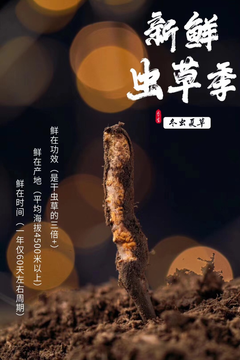 藏区冬虫夏草2021年新鲜虫草0.3-1.4g高海拔虫草