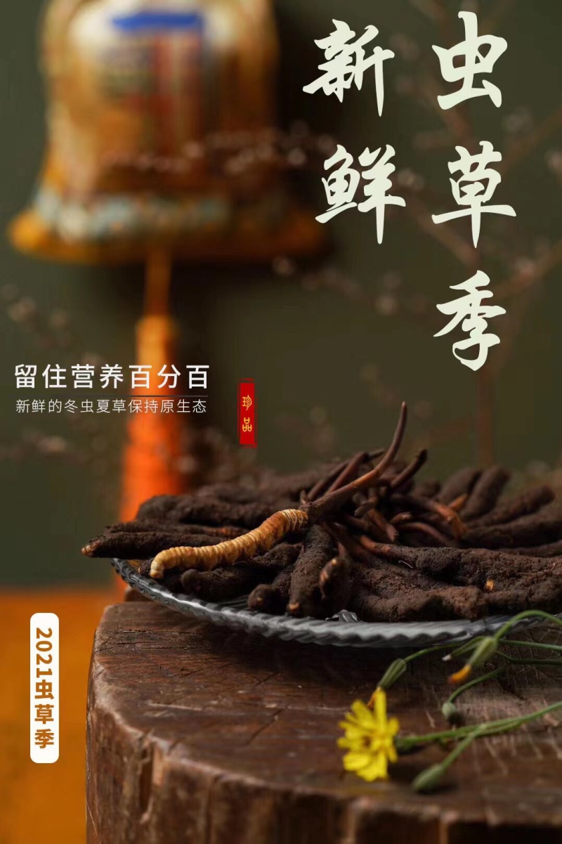 藏区冬虫夏草2021年新鲜虫草0.3-1.4g高海拔虫草