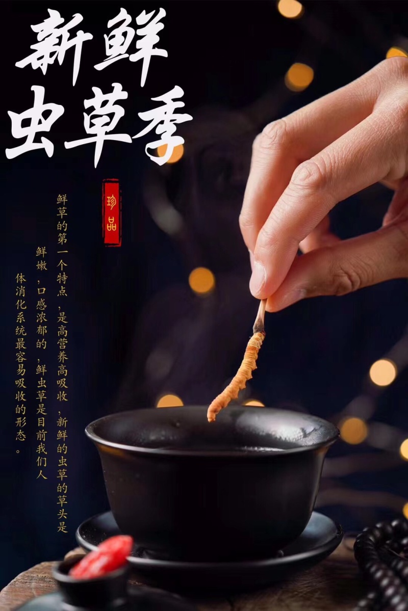 藏区冬虫夏草2021年新鲜虫草0.3-1.4g高海拔虫草