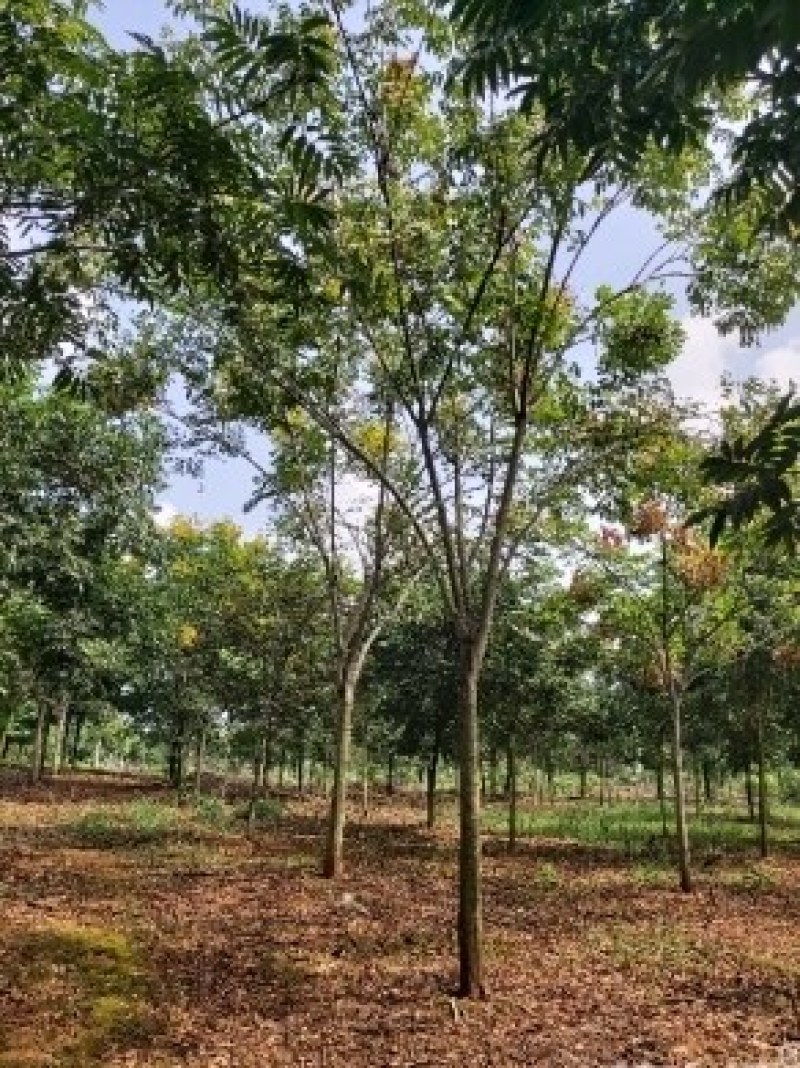 黄山栾树江西栾树大量供应
