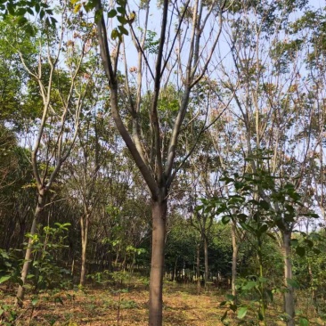 黄山栾树江西栾树大量供应